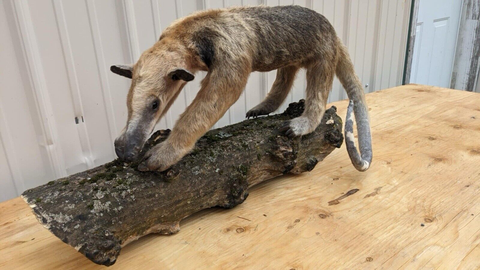 Tamandua / Ant Eater Full Body Mount Taxidermy