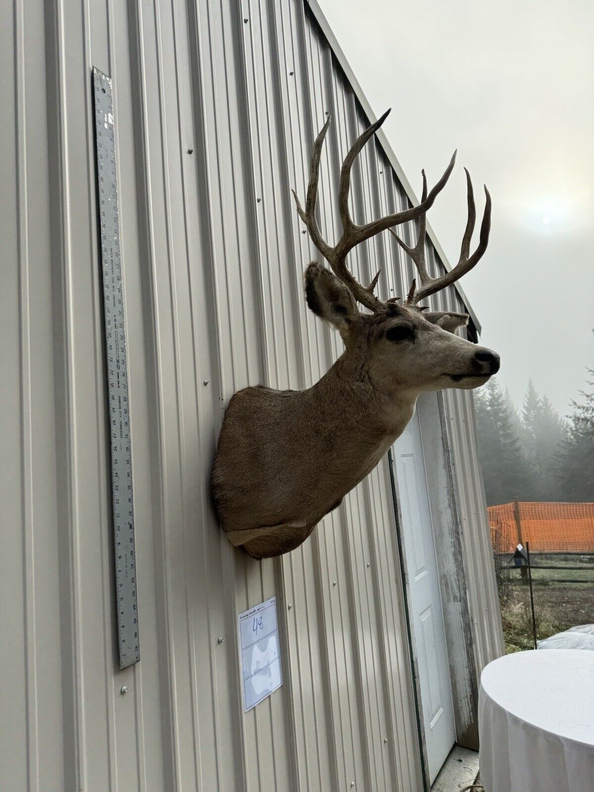 Whitetail Deer Real Antler Deer Taxidermy Mount