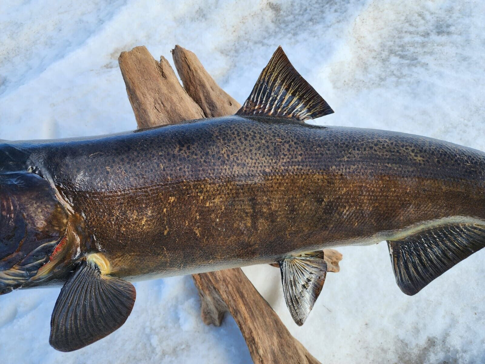 Beautiful Salmon Fish Taxidermy Wall Mount Art Wildlife