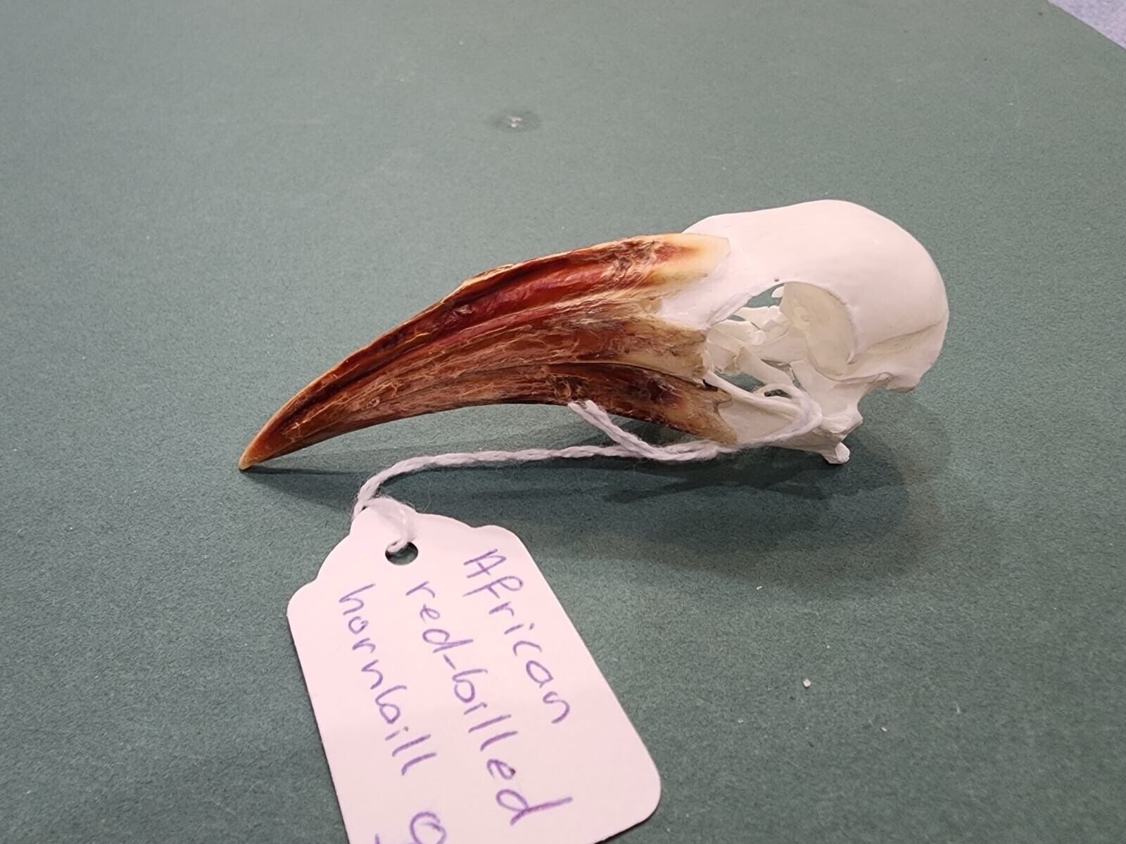 Real African Red-billed Hornbill Bird Skull Taxidermy Sk22