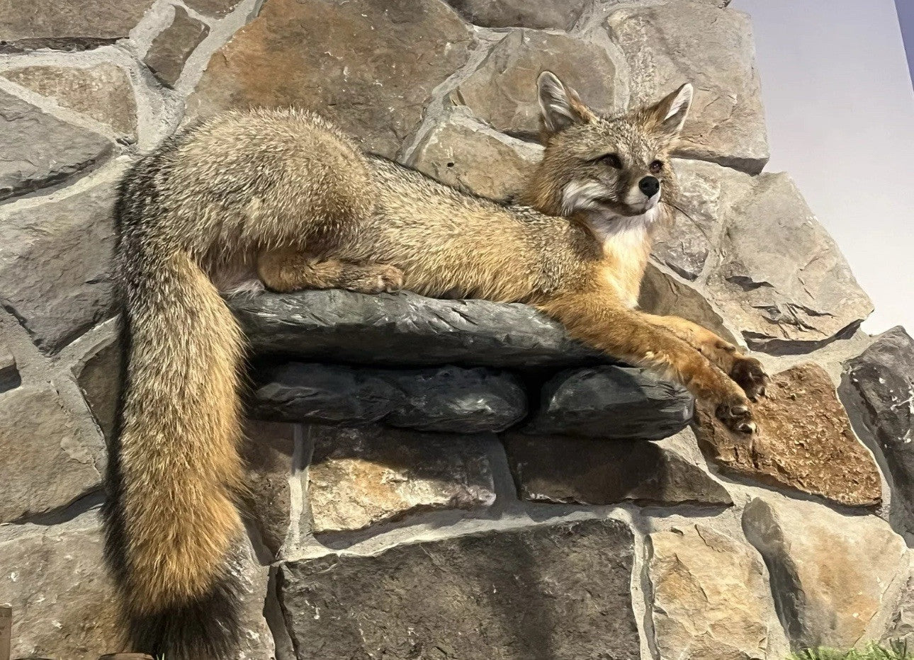 Grey Fox Taxidermy Full Body Mount Cabin Camp Man Cave Home Office Den Decor NEW