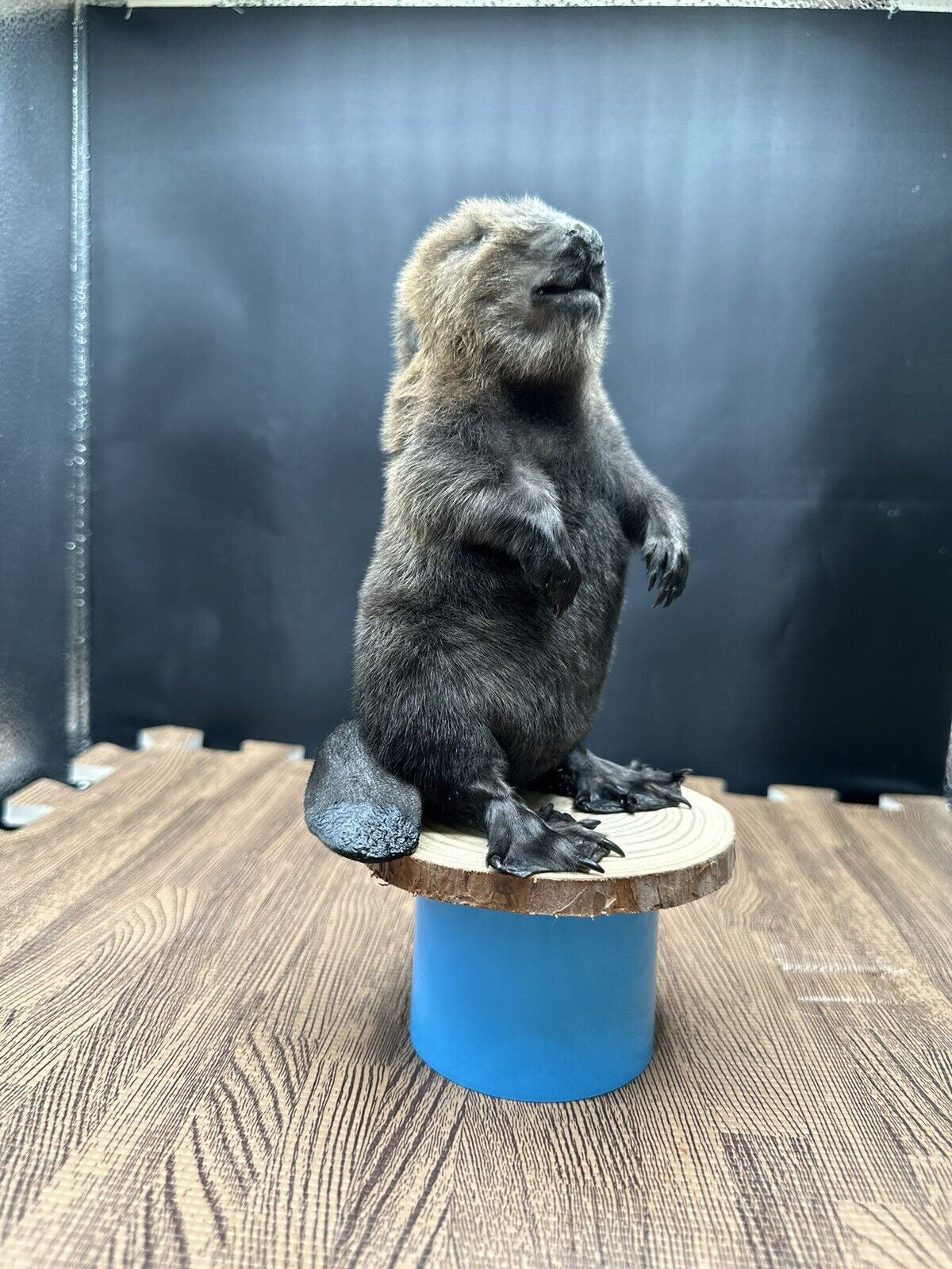 Beautiful Adorable Baby Beaver Kit Taxidermy Mount Art Wildlife 33B