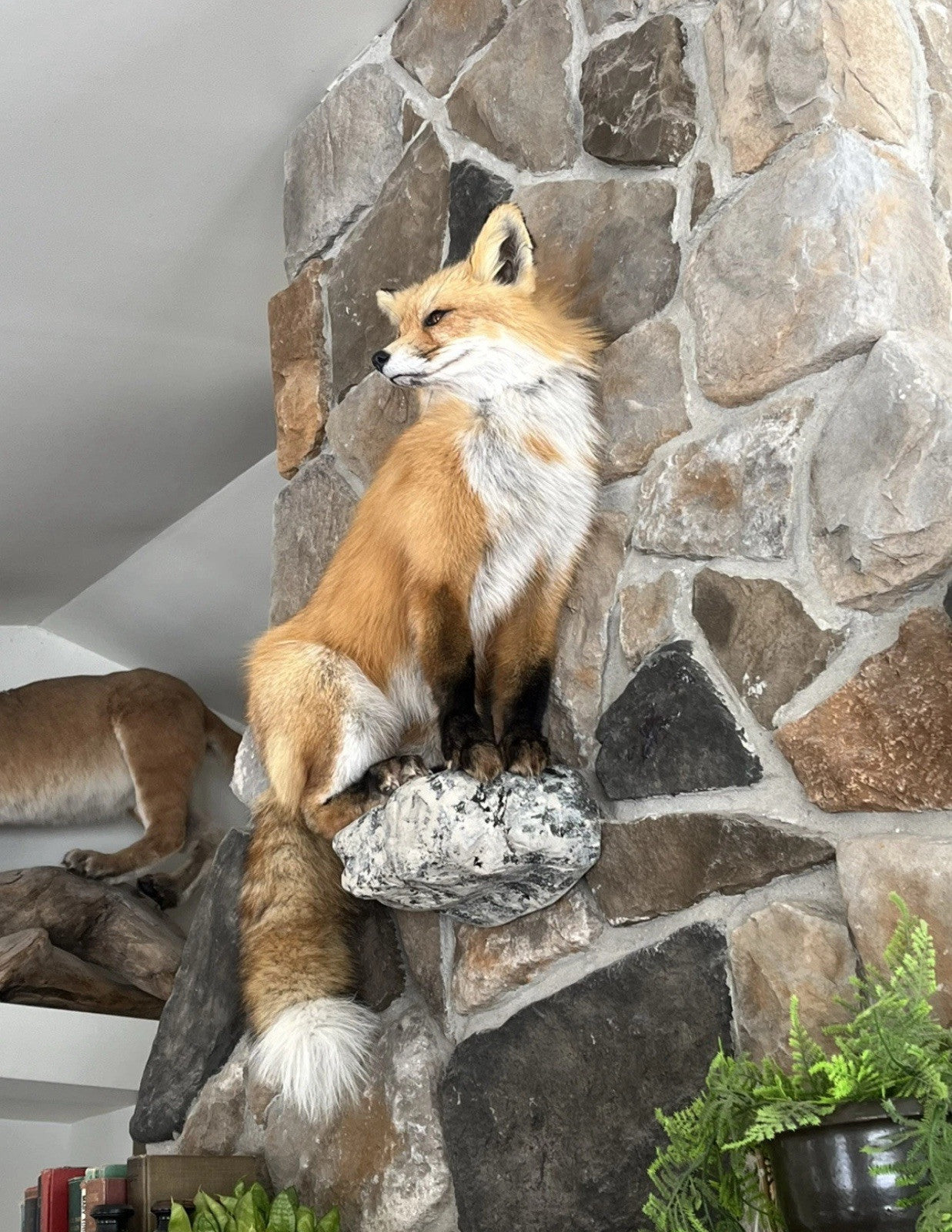 Red Fox Taxidermy Full Body Mount Cabin Camp Man Cave Home Office Den Decor NEW!