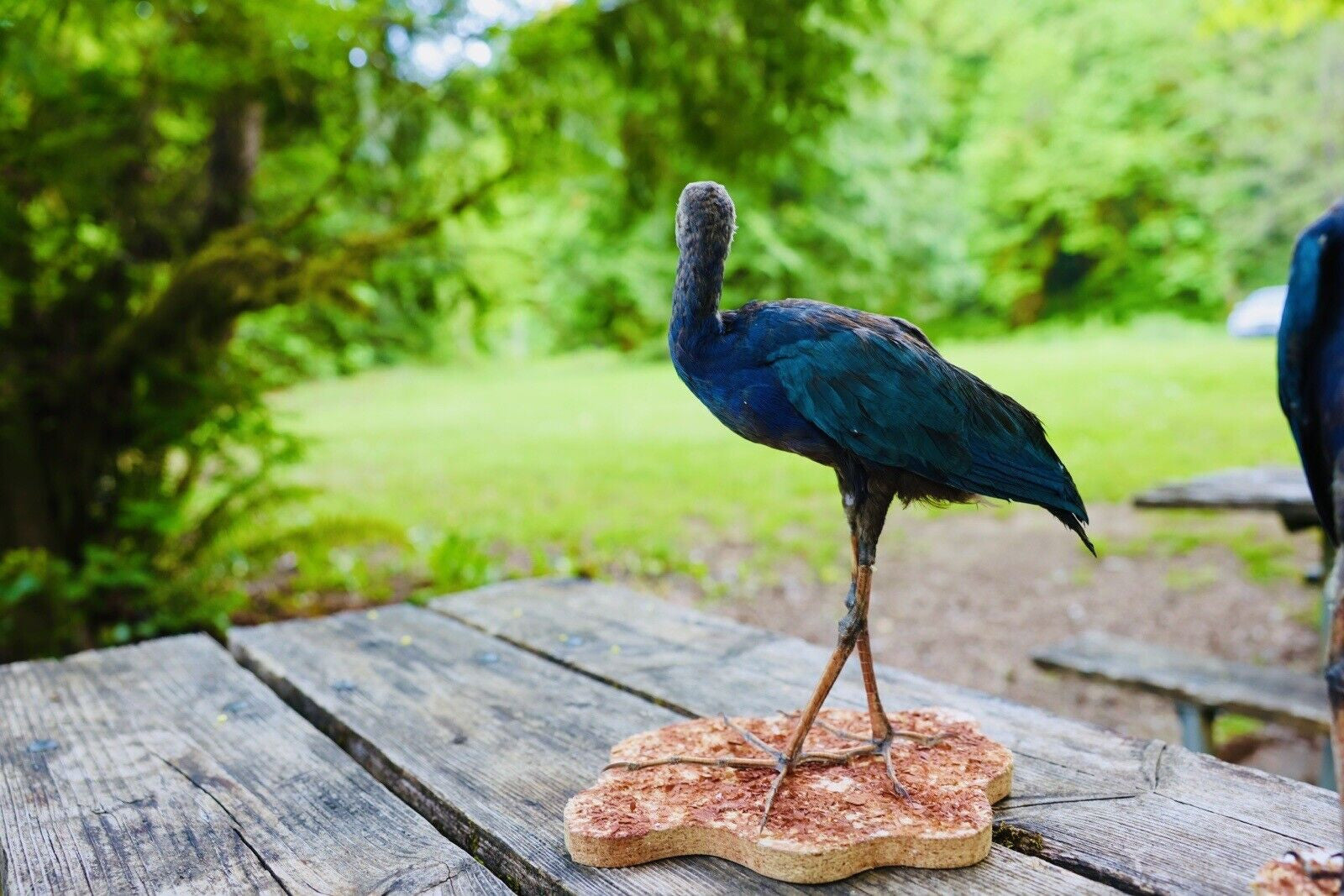 HA47 Grey Headed Swamphen (Porphyrio Poliocephalus) Bird Mount Taxidermy