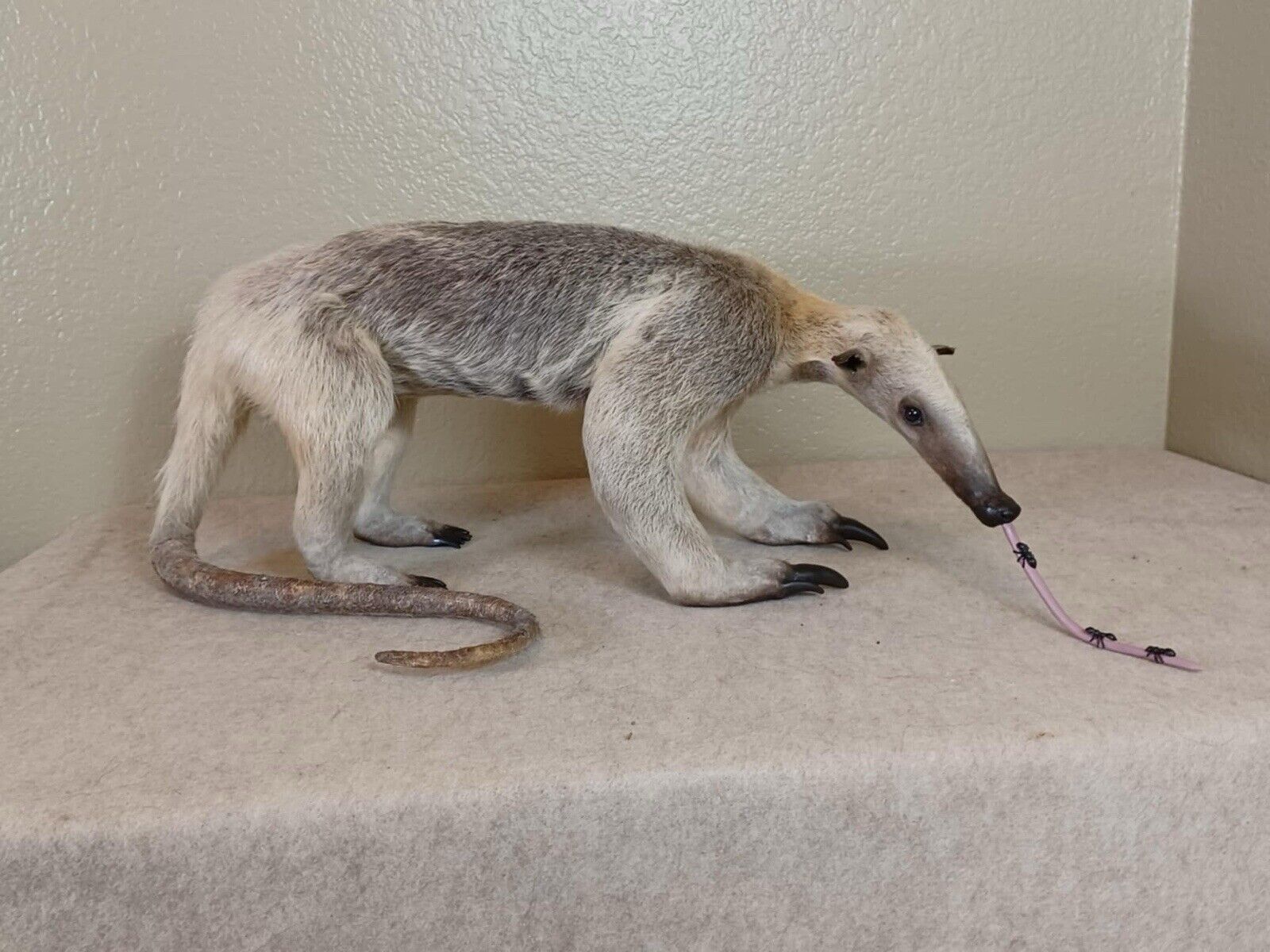 Tamandua / Ant Eater Full Body Mount Taxidermy - TAN1