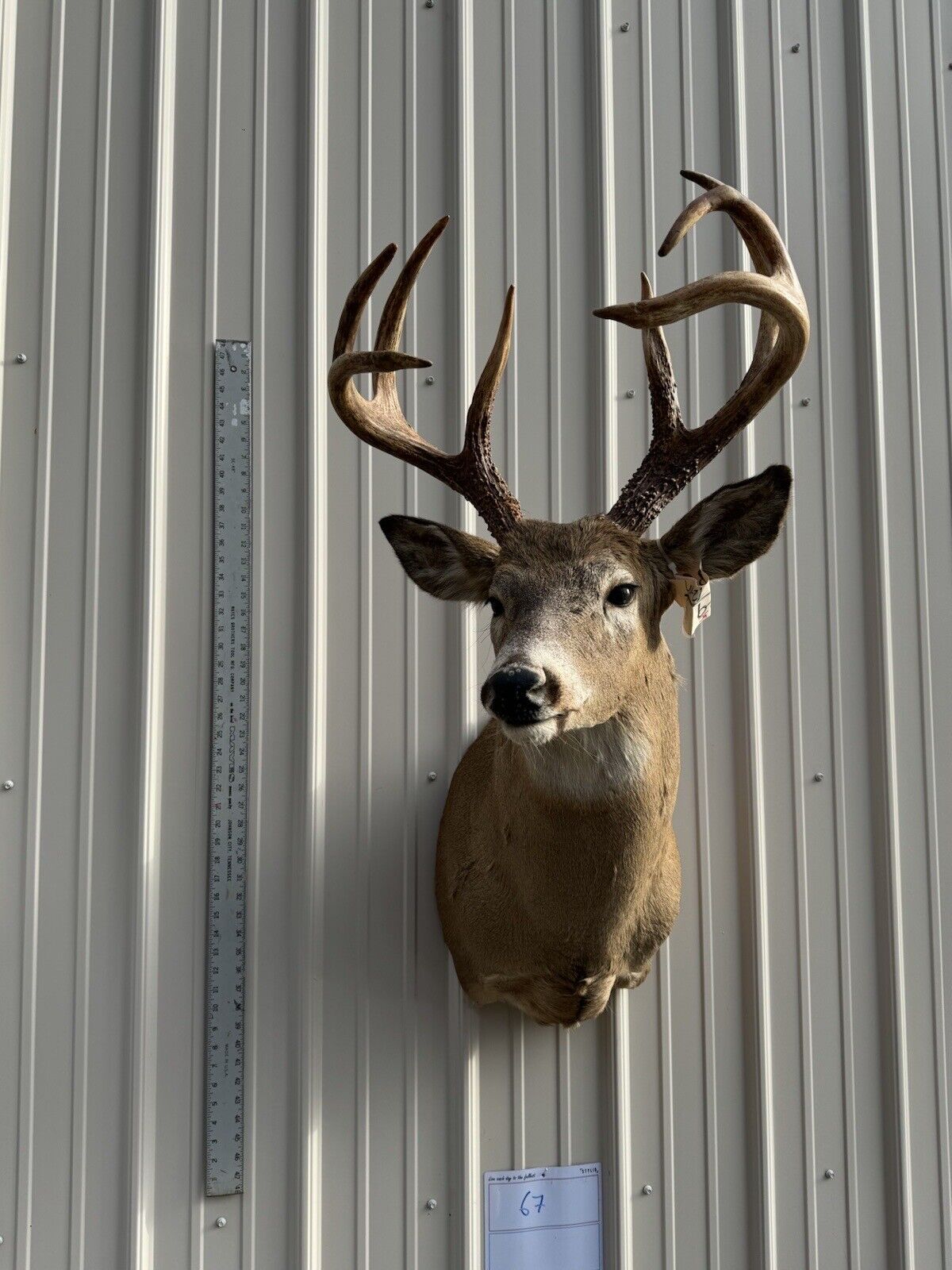Whitetail Deer Real Antler Deer Taxidermy Mount