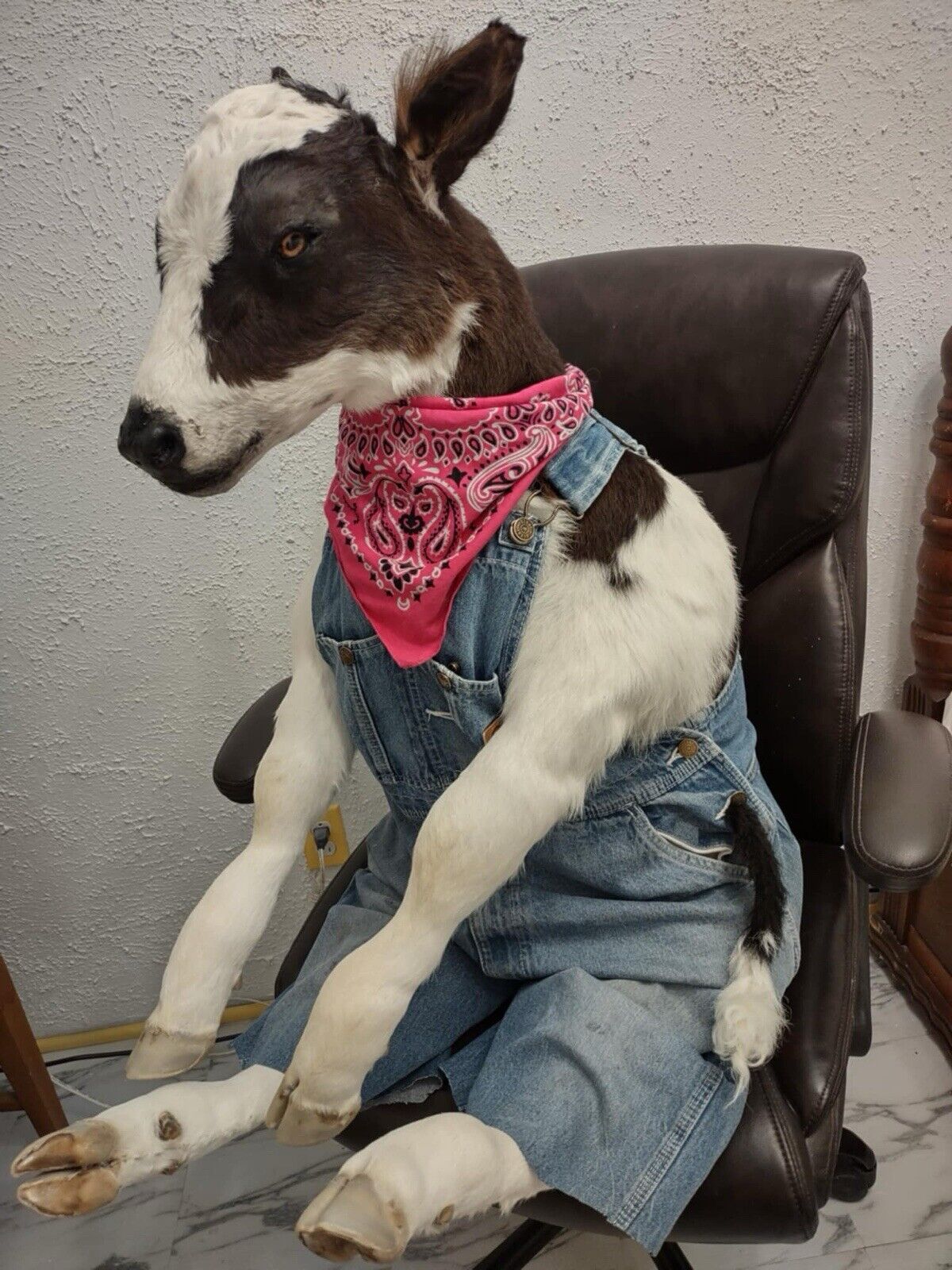 FH142-Baby Calf Taxidermy Mount