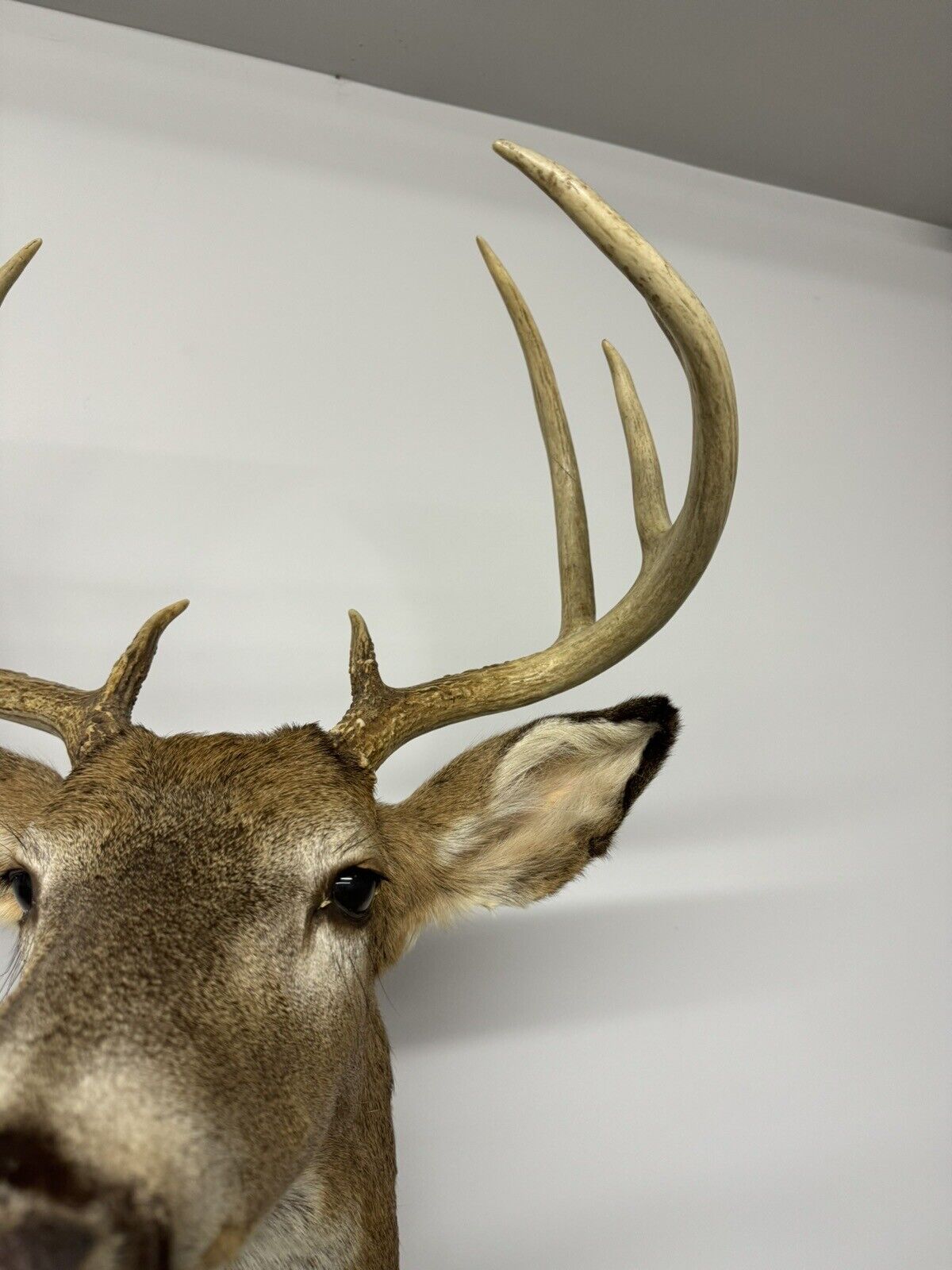 Whitetail Deer Real Antler Deer Taxidermy Mount