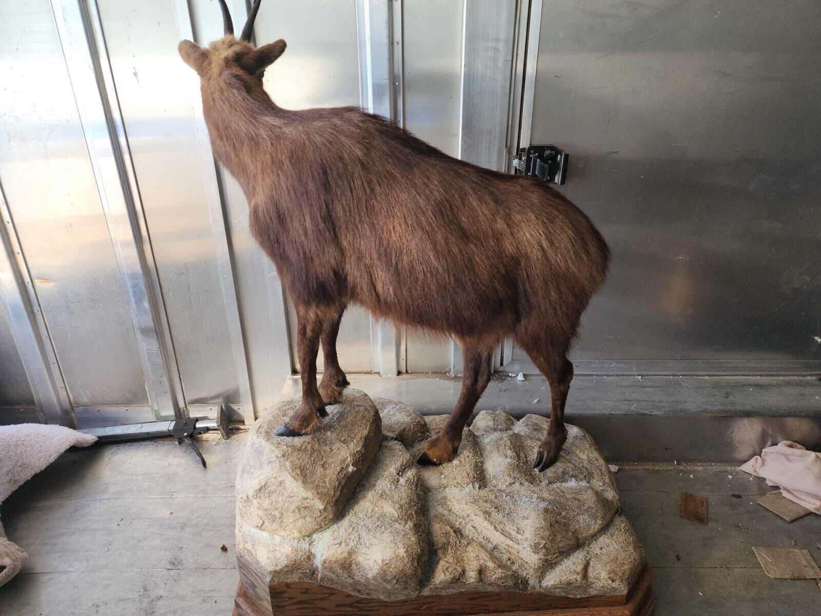 FH145-Alpine Chamois Full Body Taxidermy Mount FH24
