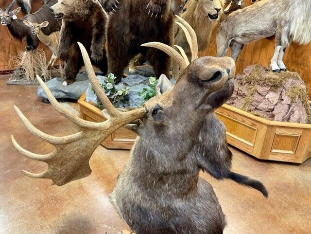 FH166-Moosehead Shoulder Mount Taxidermy Huge Alaskan Yukon Bull 61”