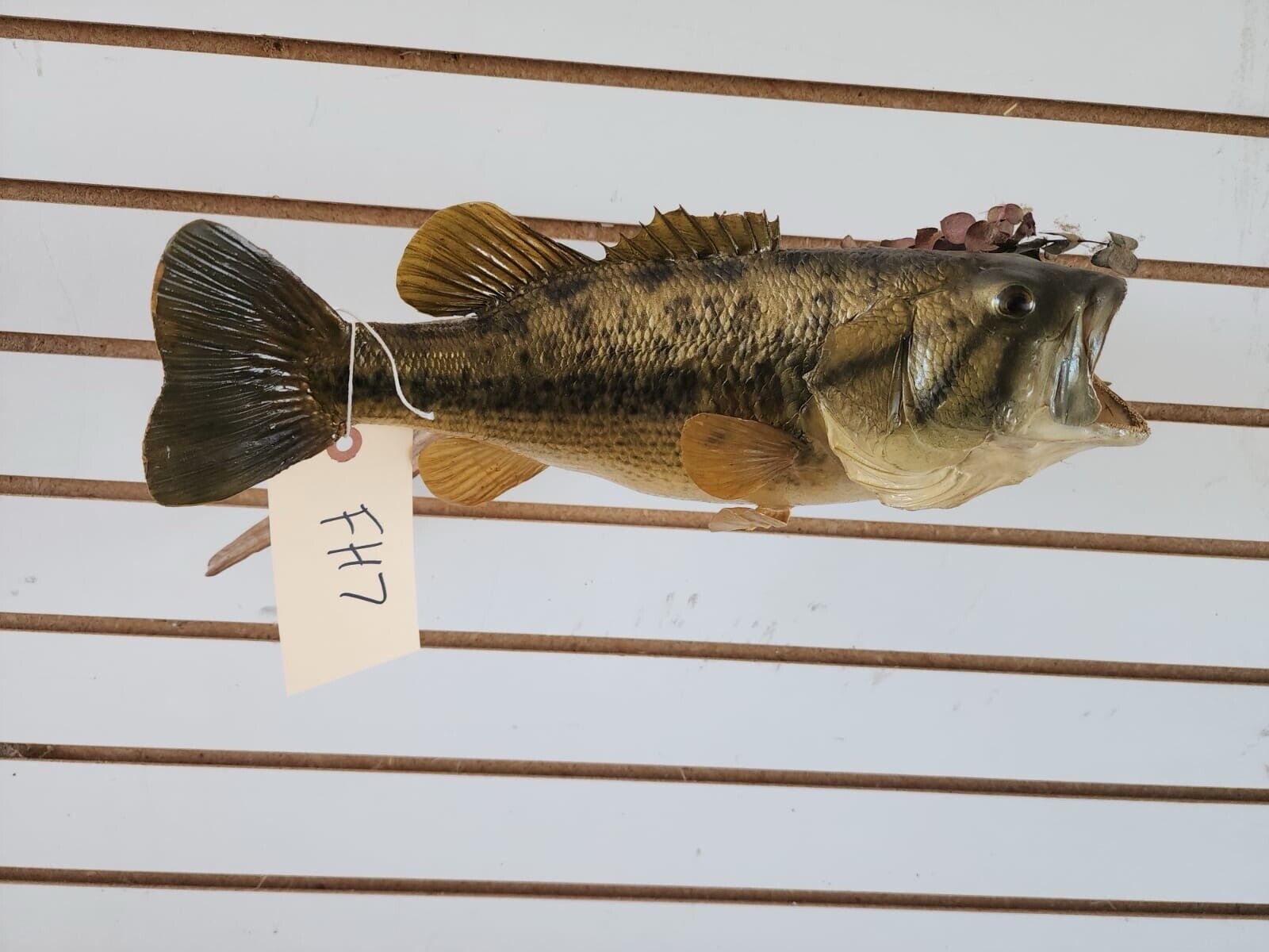 3 bass. 2 bluegill Fish Taxidermy Mount