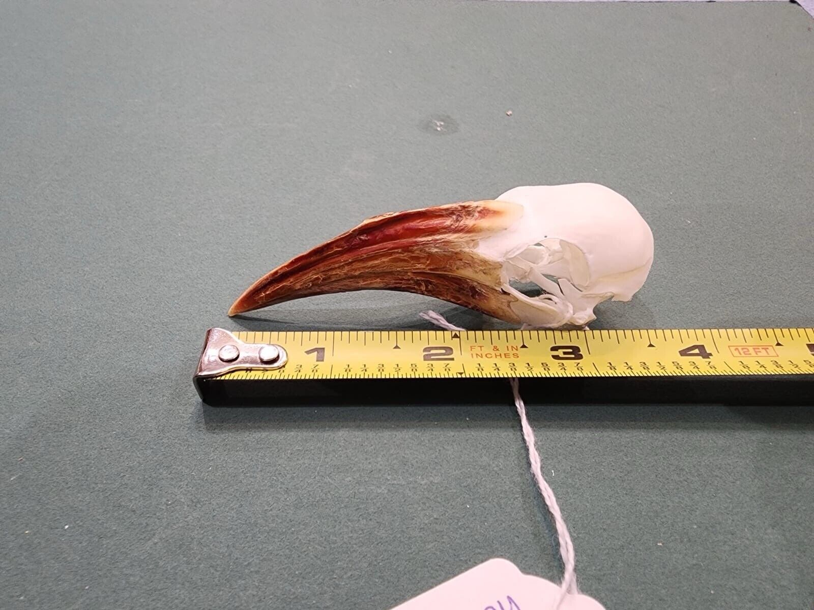 Real African Red-billed Hornbill Bird Skull Taxidermy Sk22