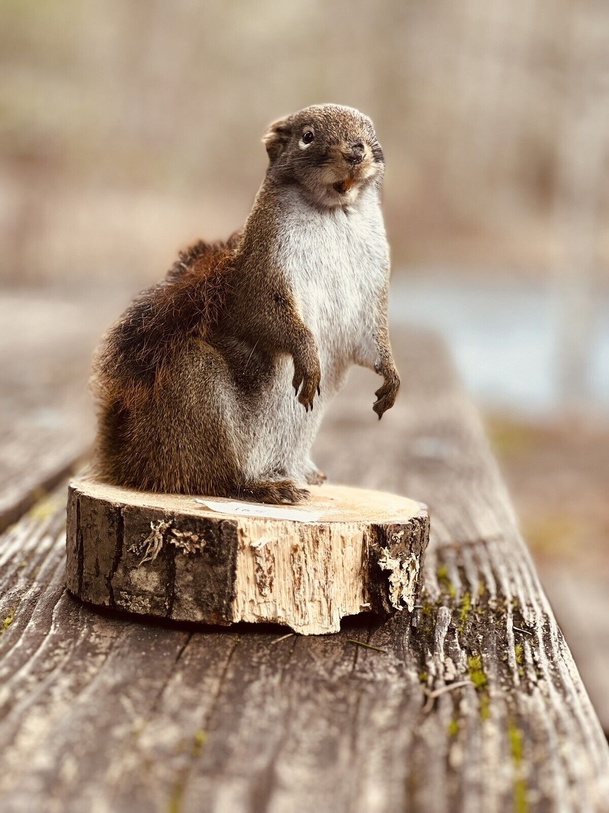 Beautiful Adorable Red Squirrel Small Animal Taxidermy Mount Art Wildlife