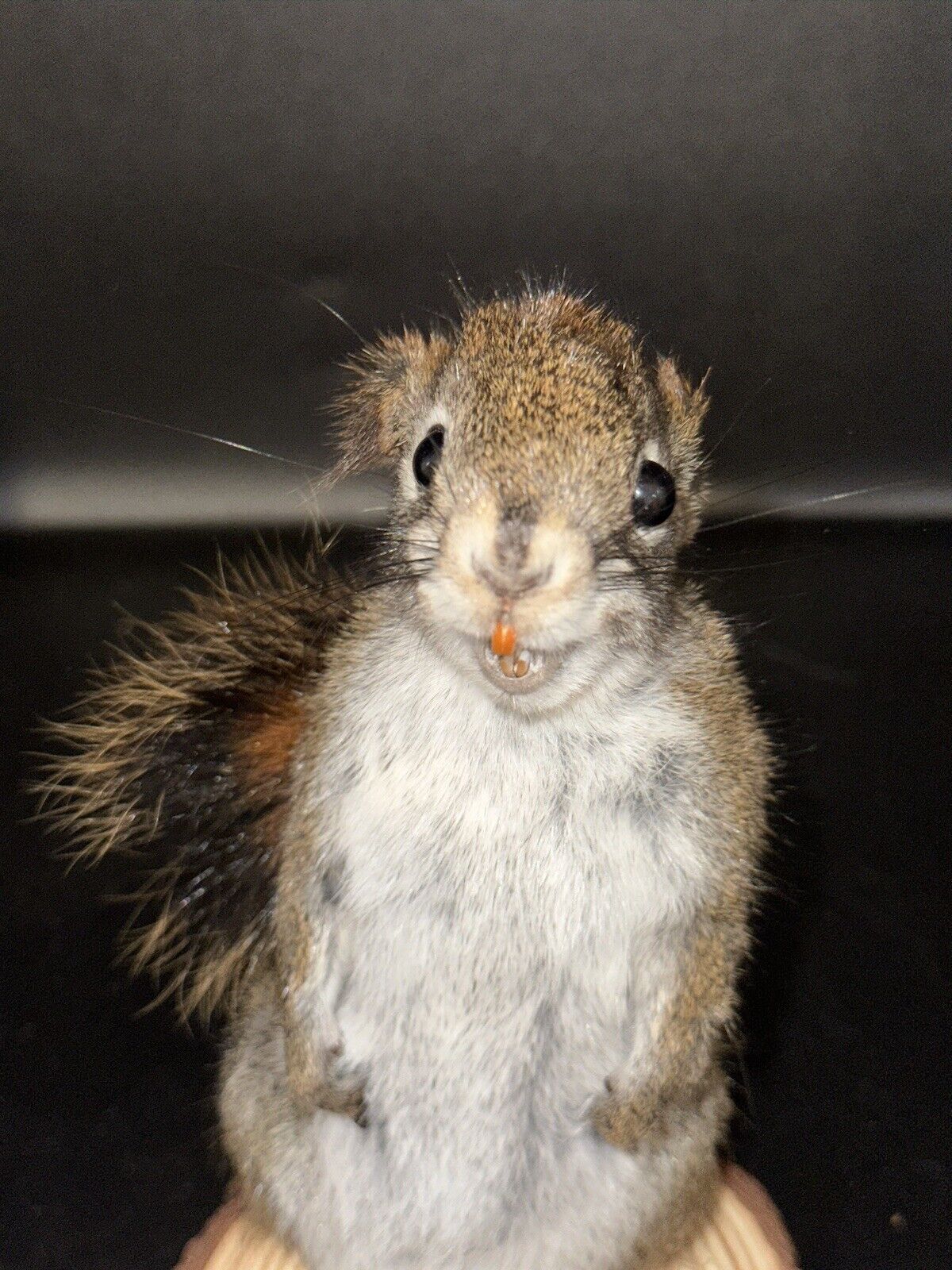 Beautiful Adorable Red Squirrel Small Animal Taxidermy Mount Art Wildlife 22S