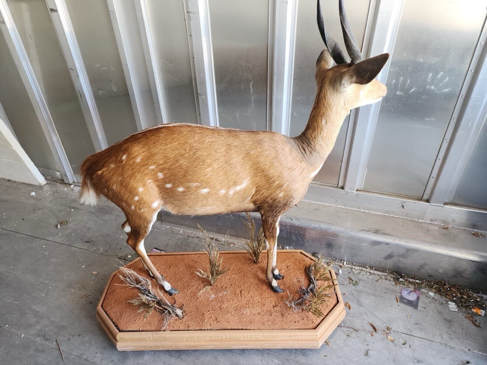FH146-African Bush Buck Full Body Taxidermy Mount FH35
