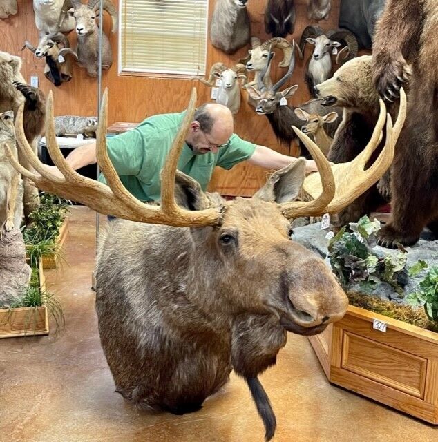 FH166-Moosehead Shoulder Mount Taxidermy Huge Alaskan Yukon Bull 61”