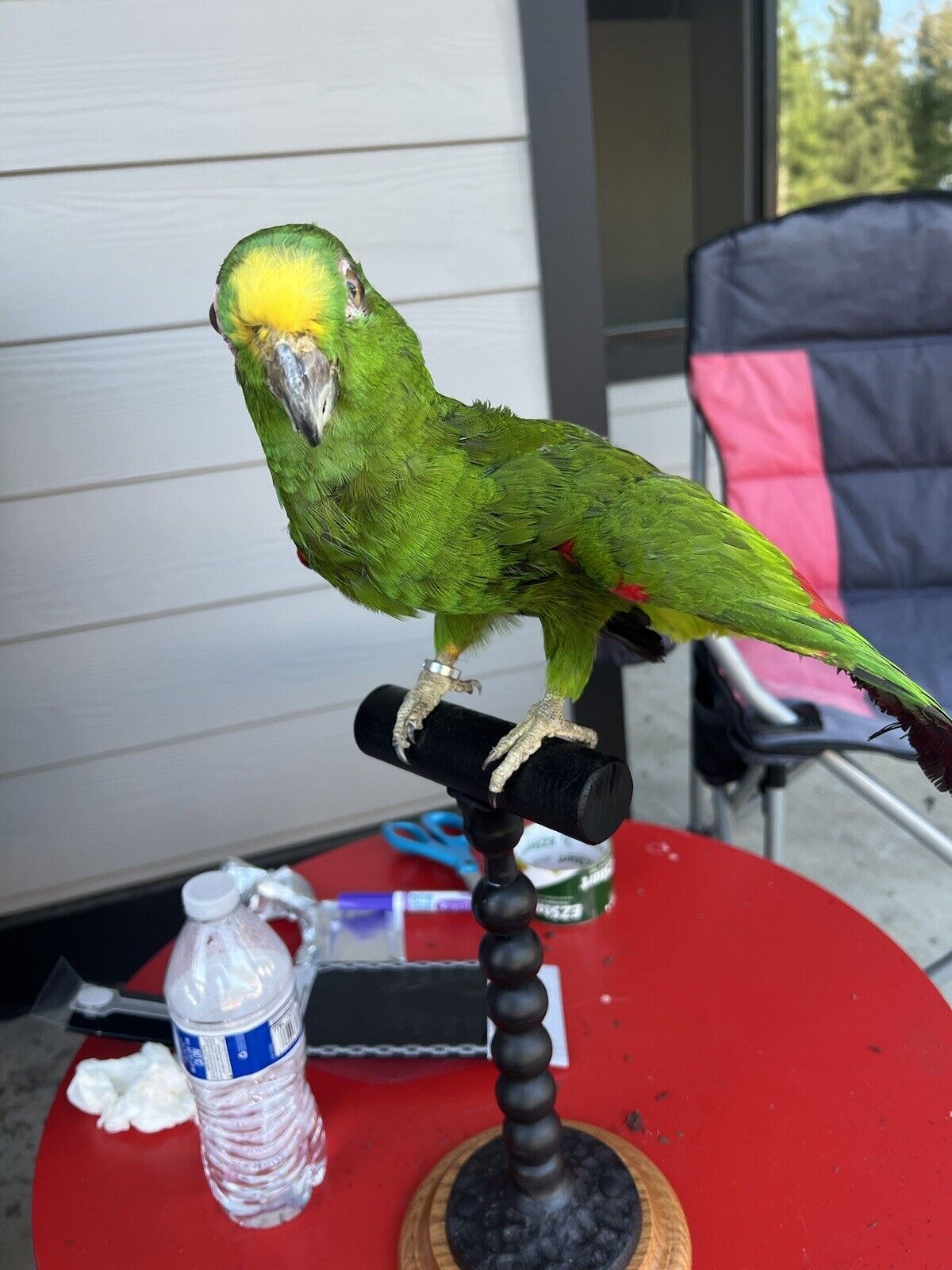 yellow crowned amazon Parrot Taxidermy Mount