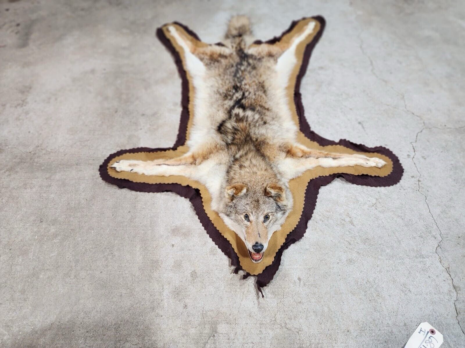 Vintage Texas Coyote Rug or WALL Taxidermy Mount JV56