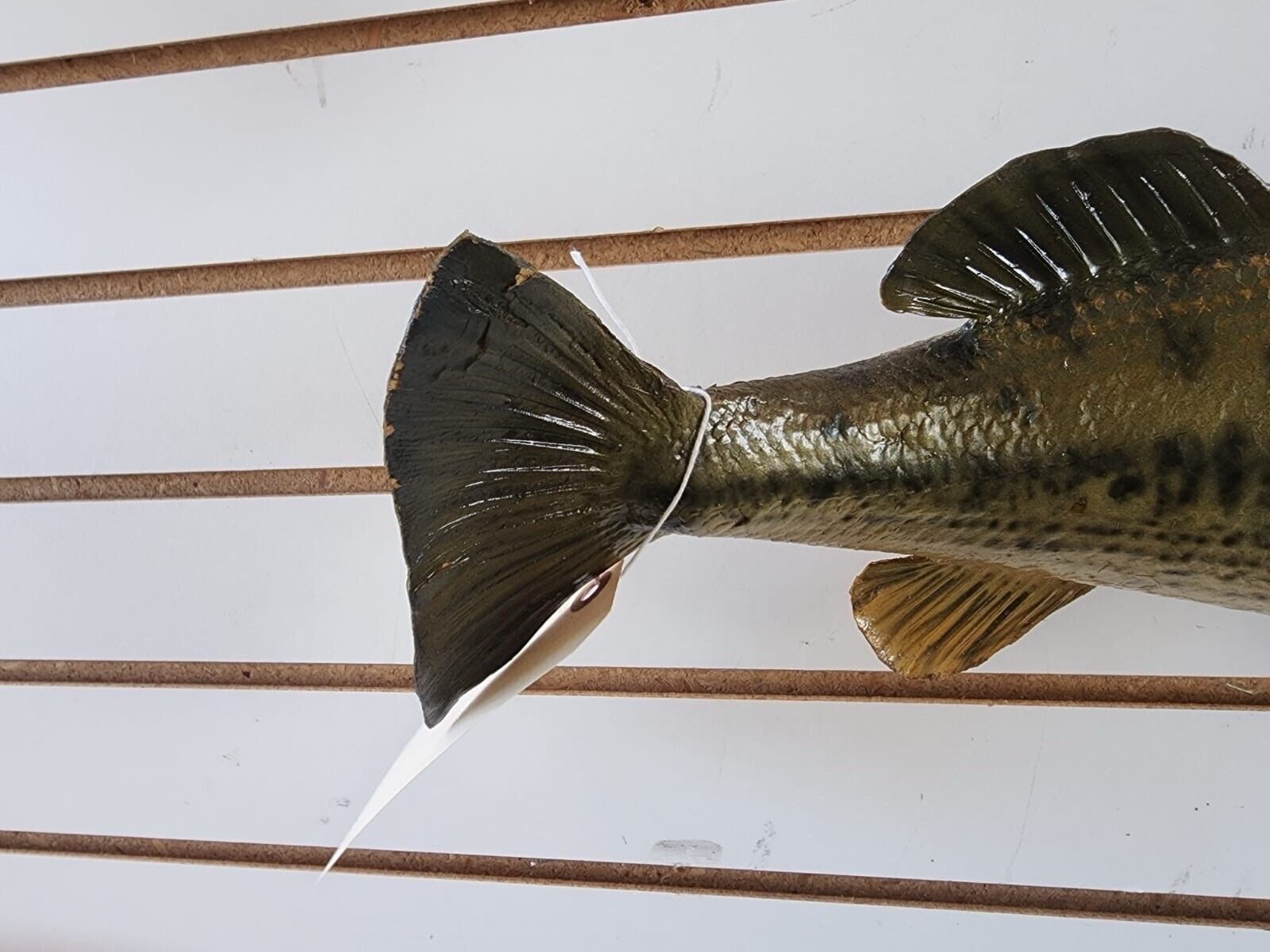 3 bass. 2 bluegill Fish Taxidermy Mount