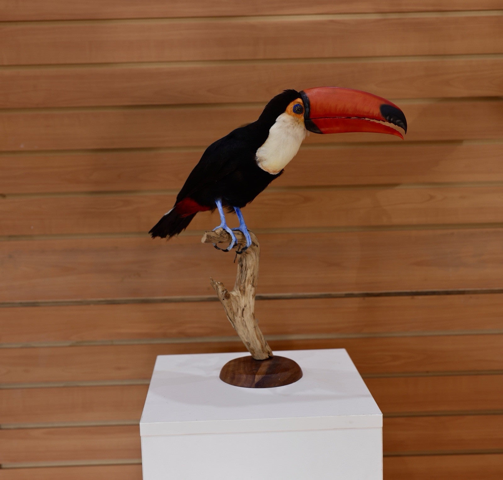 Museum Quality Toco Toucan Taxidermy Mount Toco23