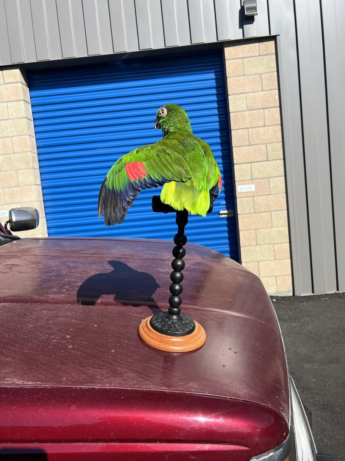 yellow crowned amazon Parrot Taxidermy Mount