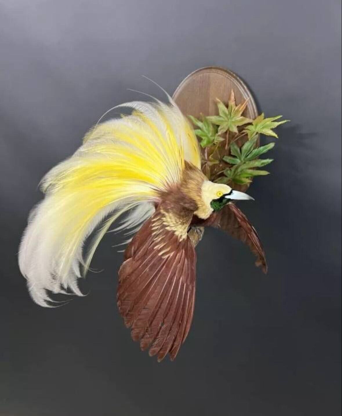 FH152-Museum Quality BIRD OF PARADISE Taxidermy Mount