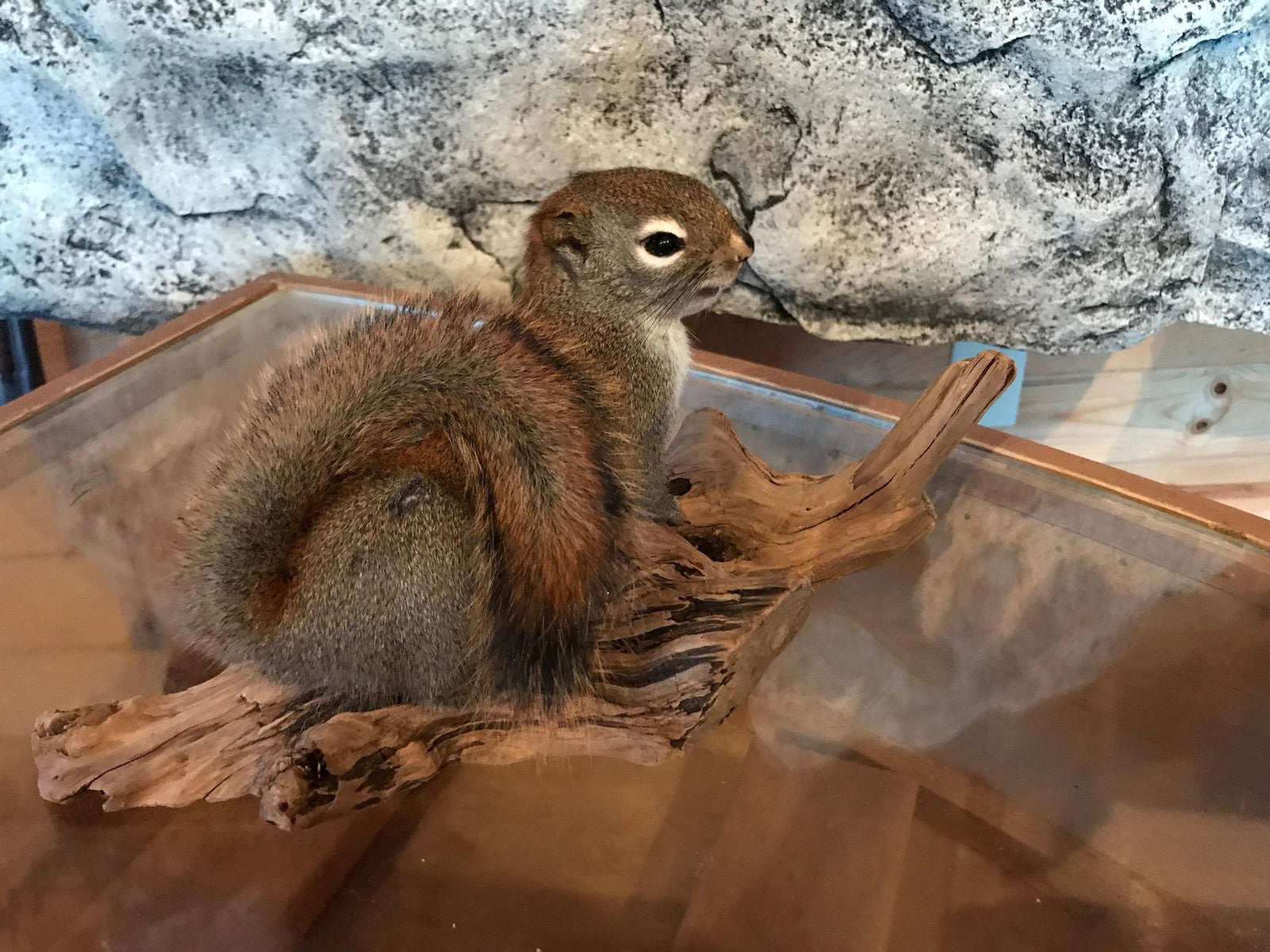 Cute red squirrel taxidermy mount