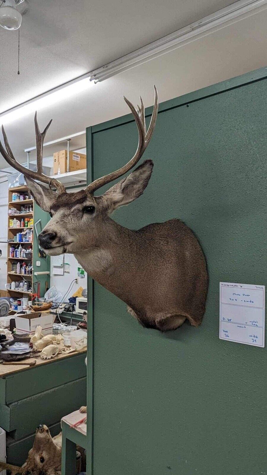 Whitetail Deer Real Antler Deer Taxidermy Mount