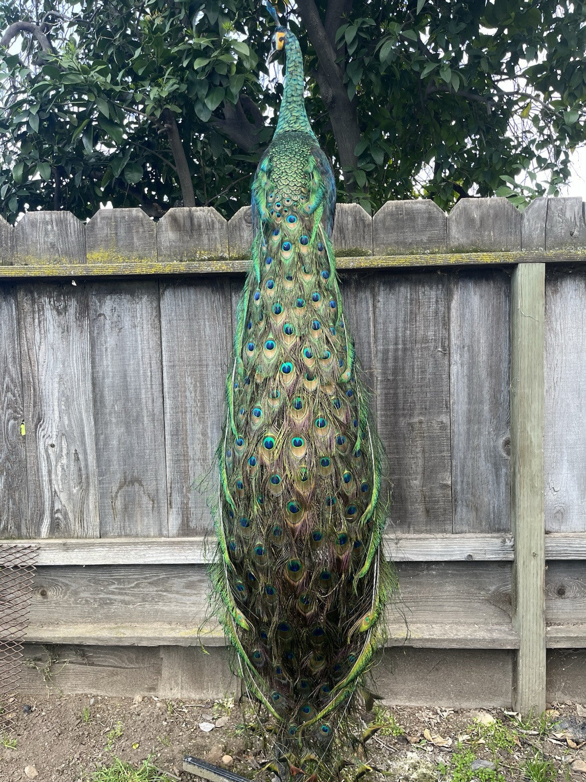 FHJOEL1-Real Java PEACOCK Taxidermy Mount museum quality Facing Left