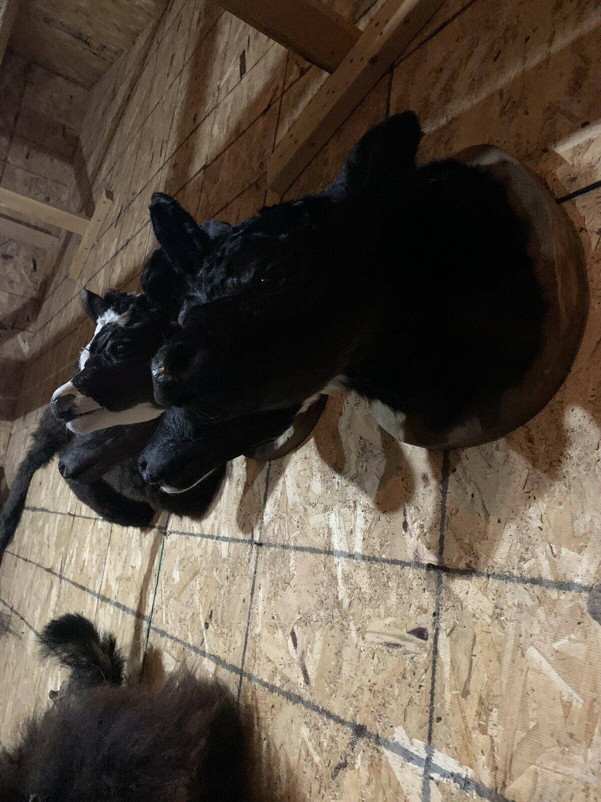 Two headed calf cow taxidermy Gaff