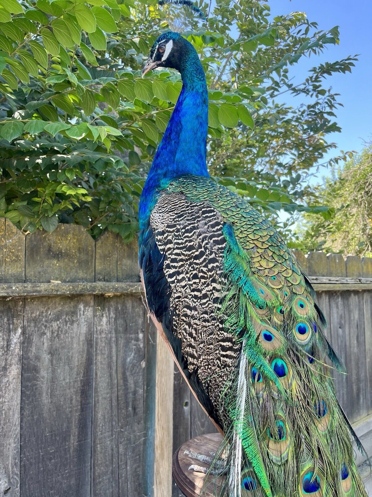 India Blue Real PEACOCK Taxidermy Mount museum quality