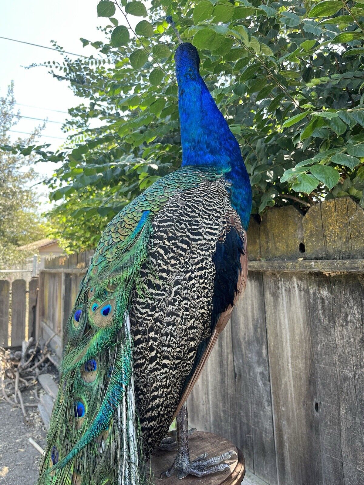 India Blue Real PEACOCK Taxidermy Mount museum quality