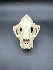 XL Cougar / mountain lion skull