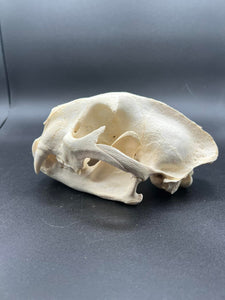 XL Cougar / mountain lion skull