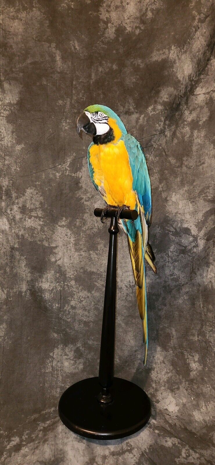 Blue and gold macaw  bird taxidermy mount