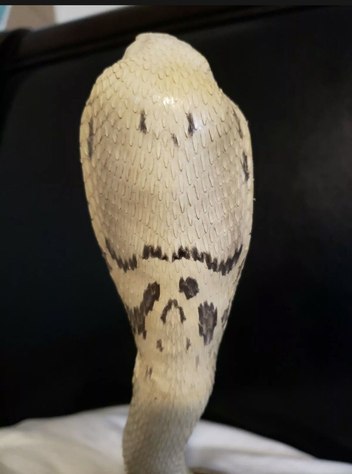 Taxidermy Cobra Snake