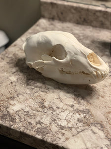 Black bear skull