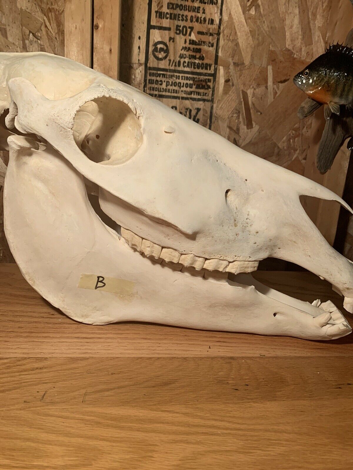 Zebra Skull Taxidermy Mount