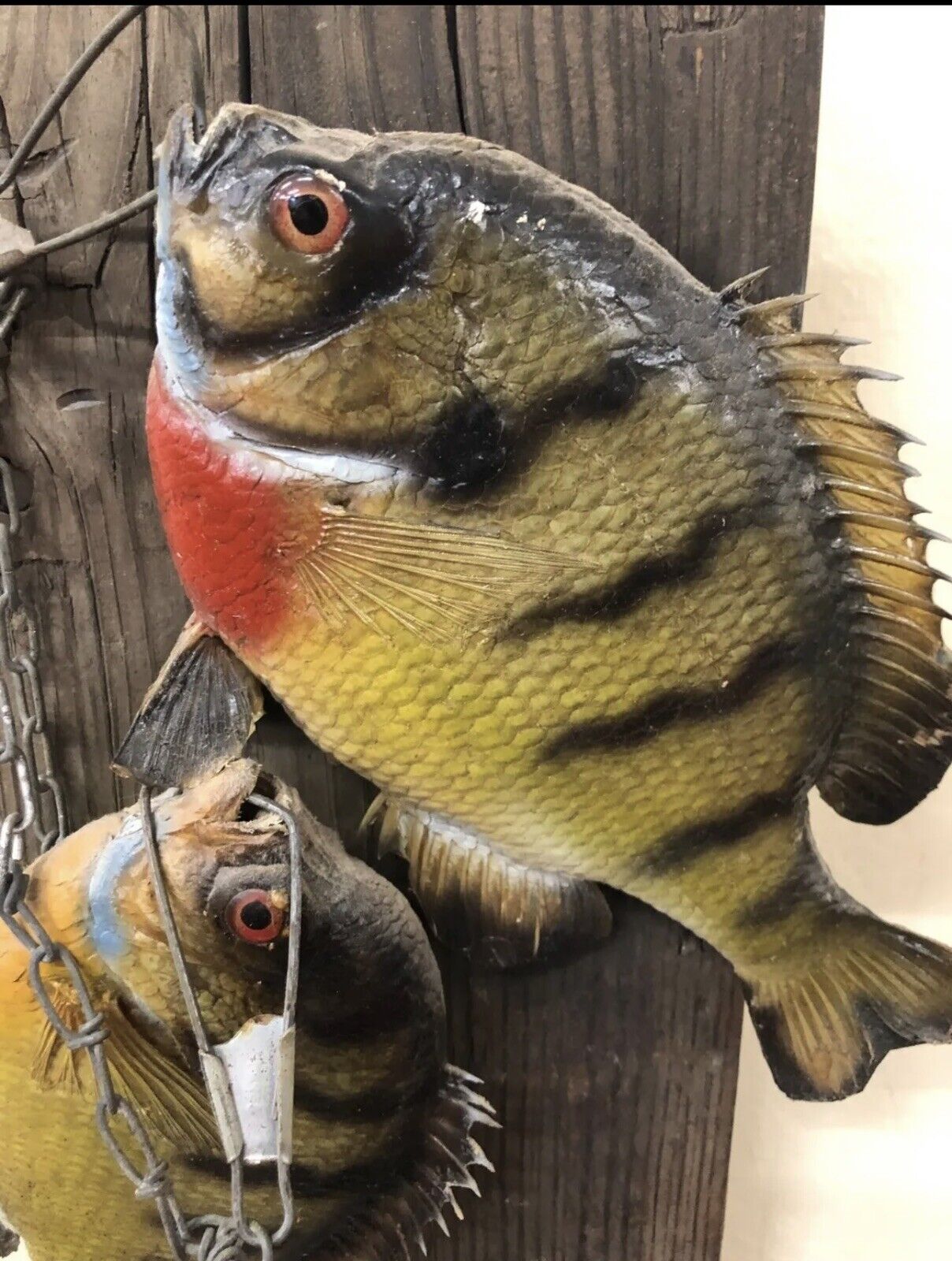 Realistic Crappie Wall Mount Wildlife Art Cabin Art Decor