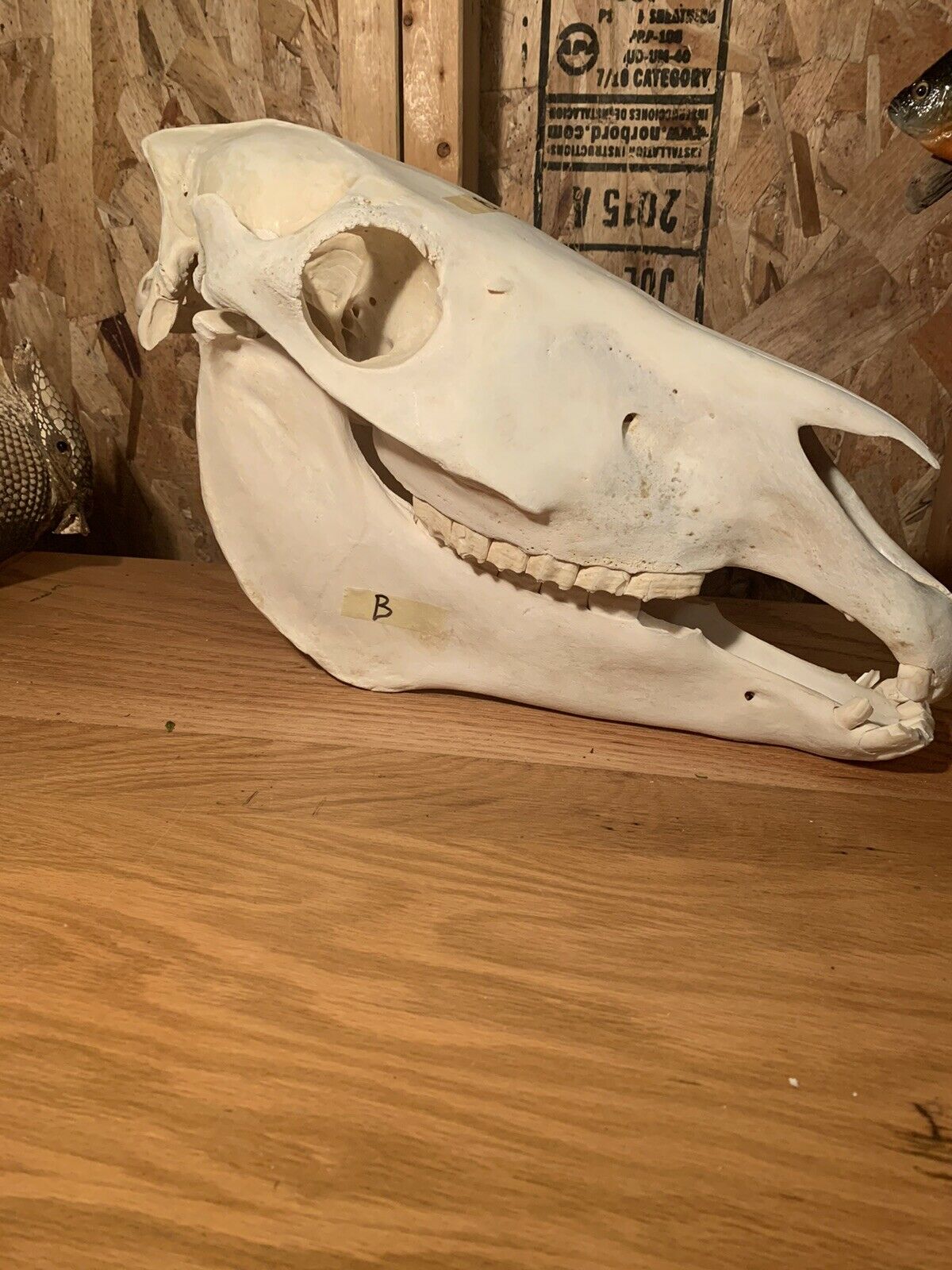 Zebra Skull Taxidermy Mount