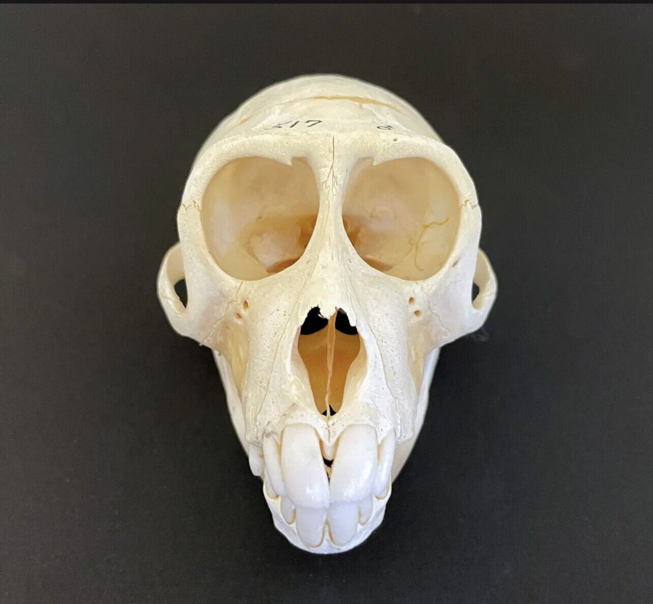 Rhesus macaque monkey skull