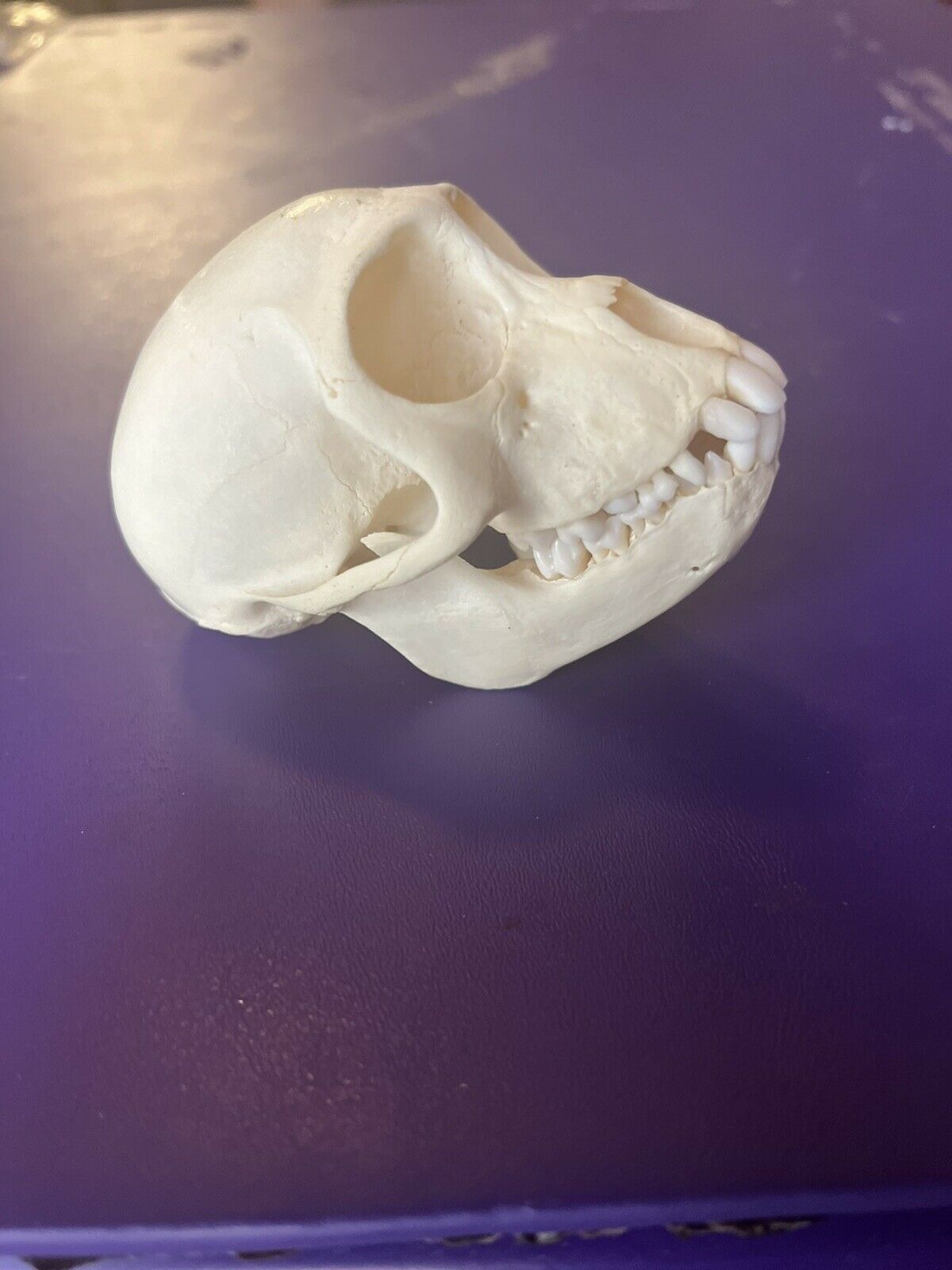 Female Vervet monkey skull grade A