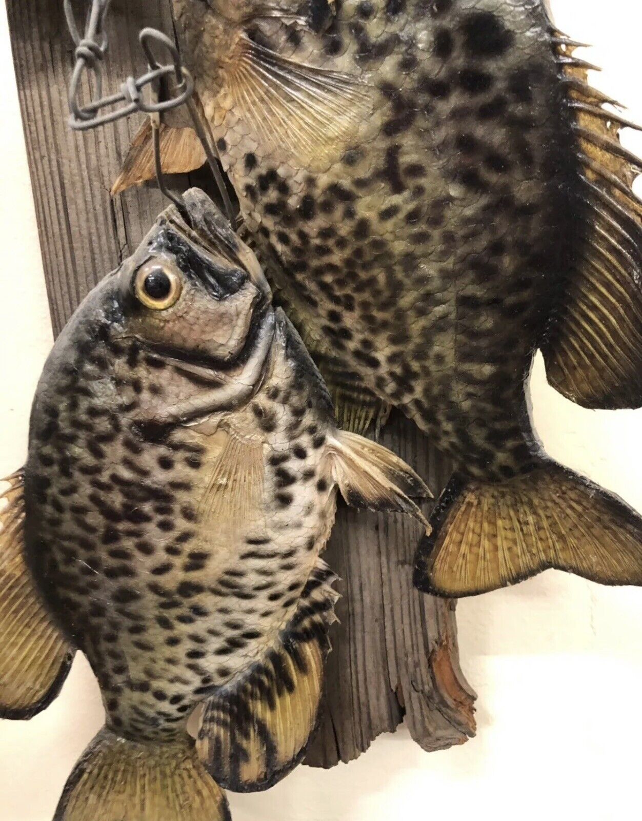 Realistic Crappie Wall Mount Wildlife Art Cabin Art Decor