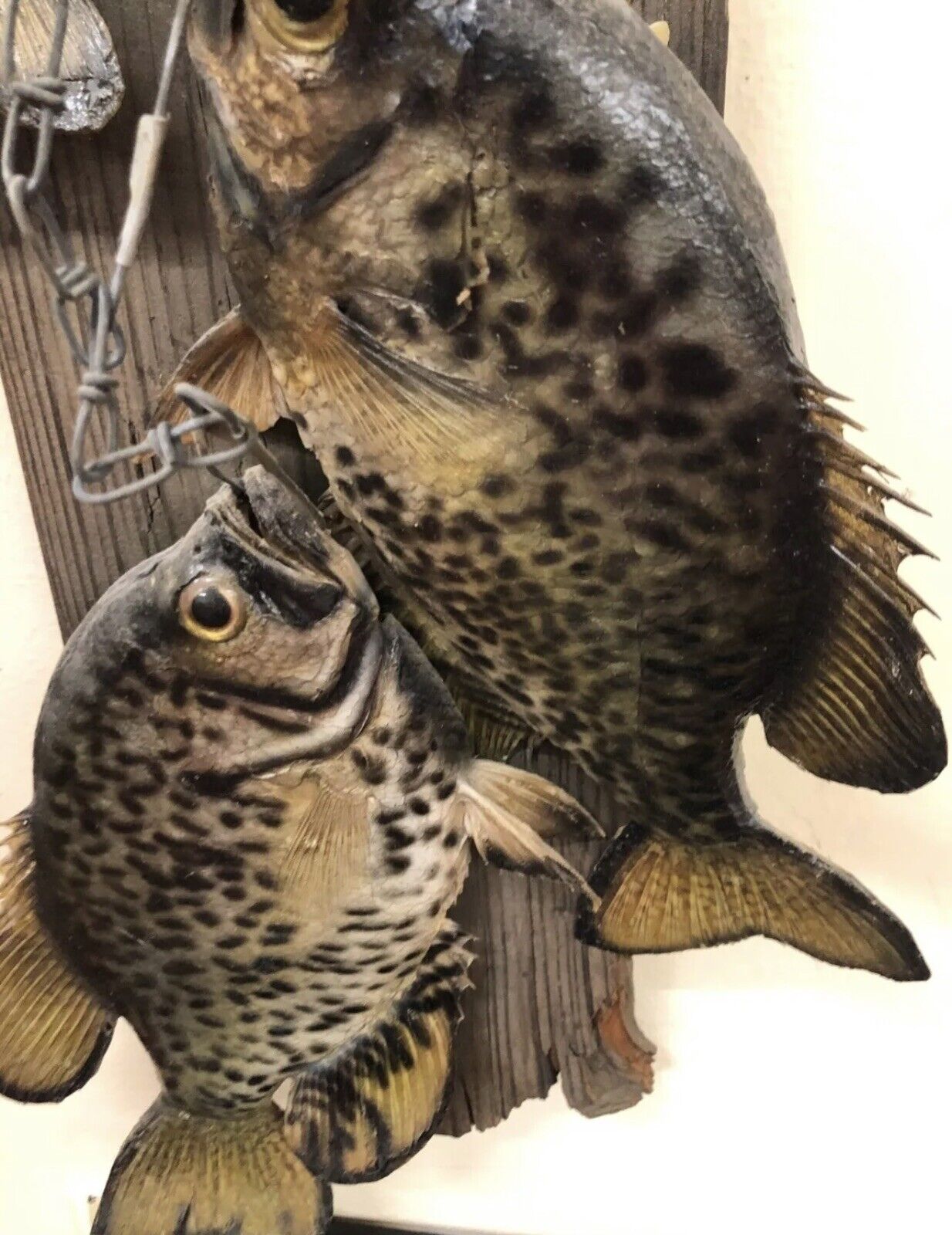 Realistic Crappie Wall Mount Wildlife Art Cabin Art Decor