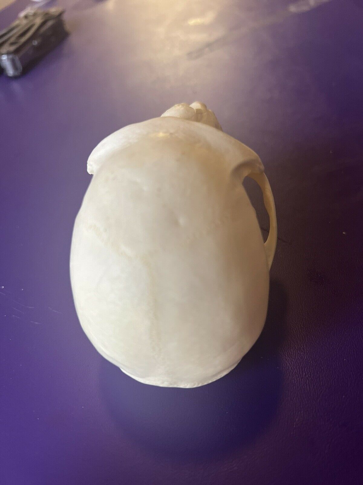 Female Vervet monkey skull grade A