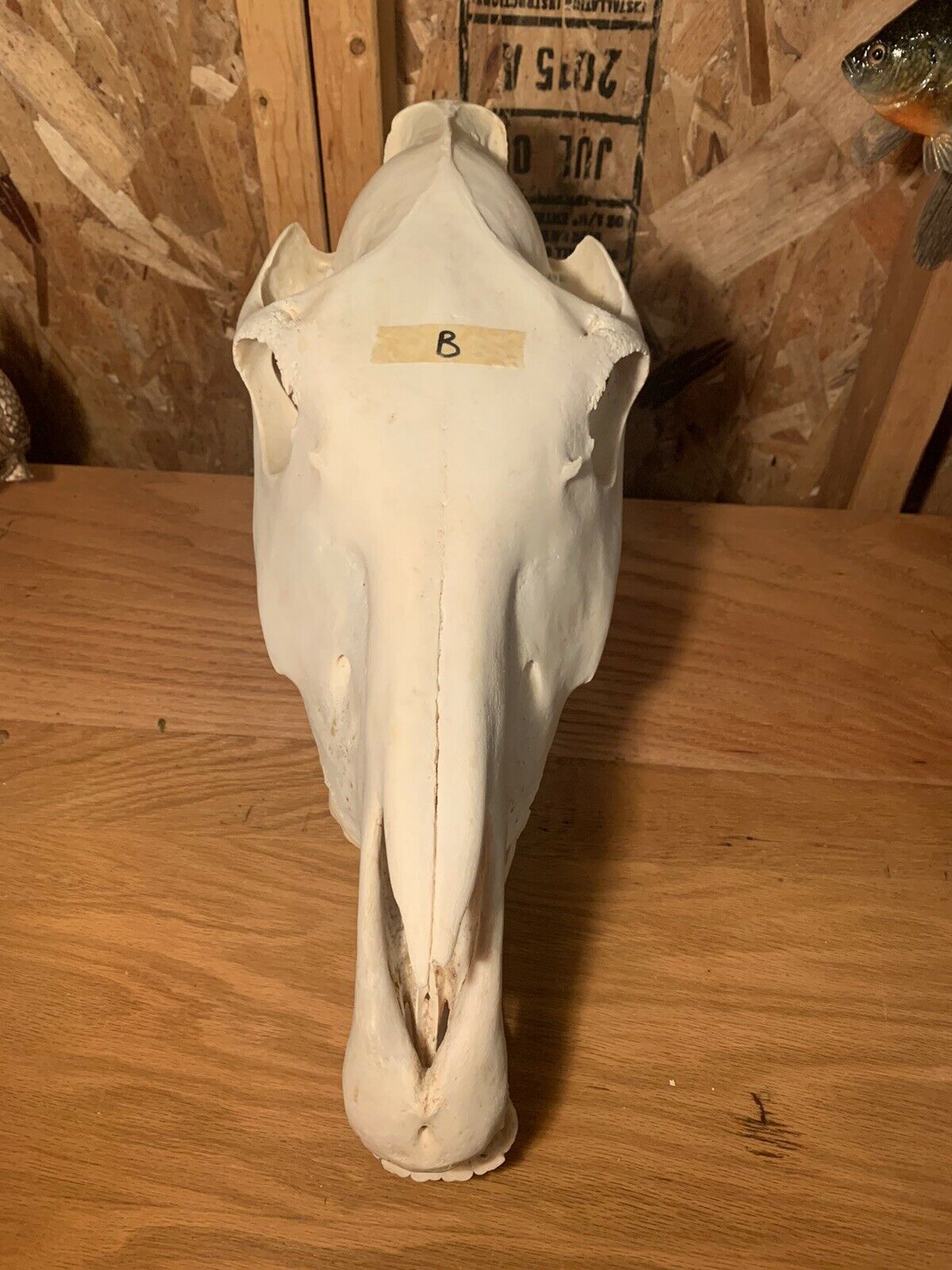Zebra Skull Taxidermy Mount