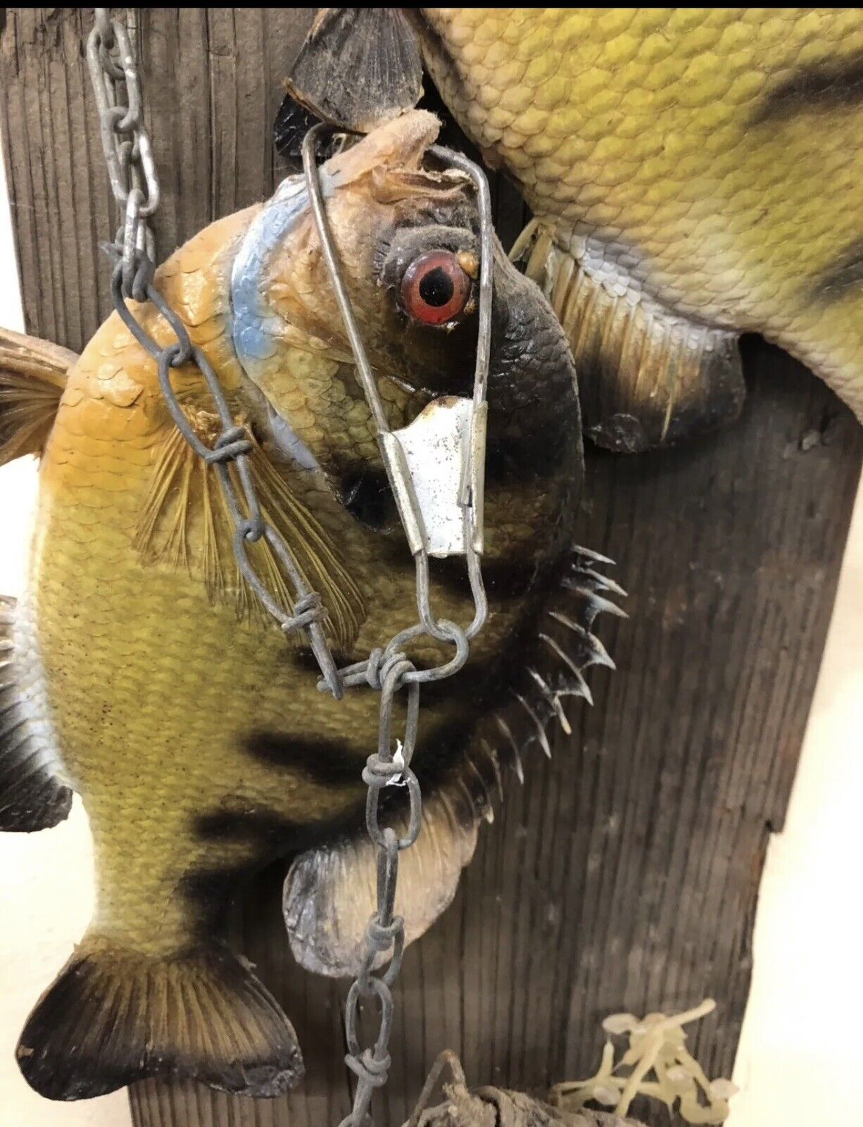 Realistic Crappie Wall Mount Wildlife Art Cabin Art Decor