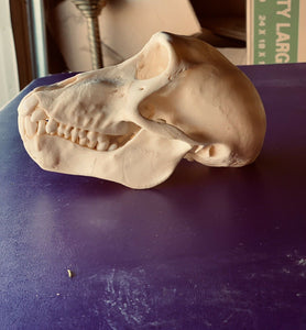 Impressive Perfect Teeth Chacma baboon Skull