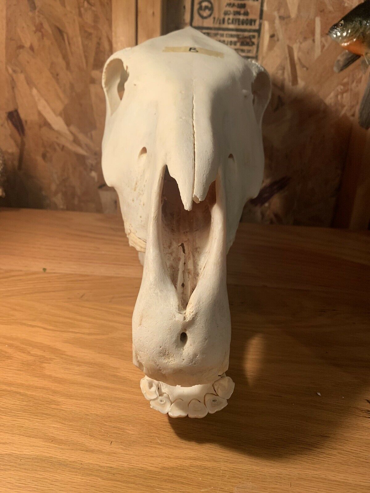 Zebra Skull Taxidermy Mount