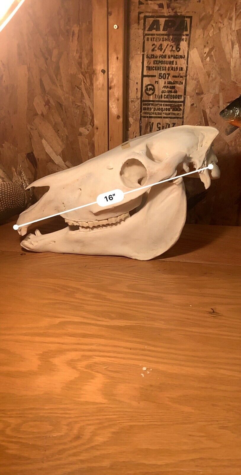 Zebra Skull Taxidermy Mount